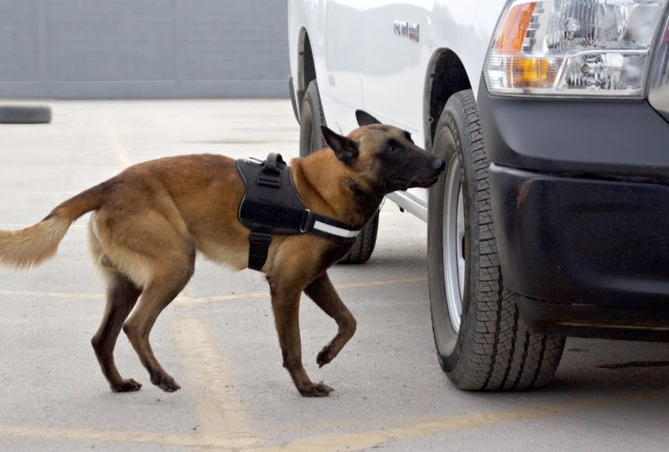 Perros policía encuentran una tonelada de mariguana en Coahuila