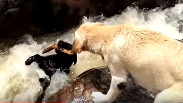 Video: perro rescata a otro can del río