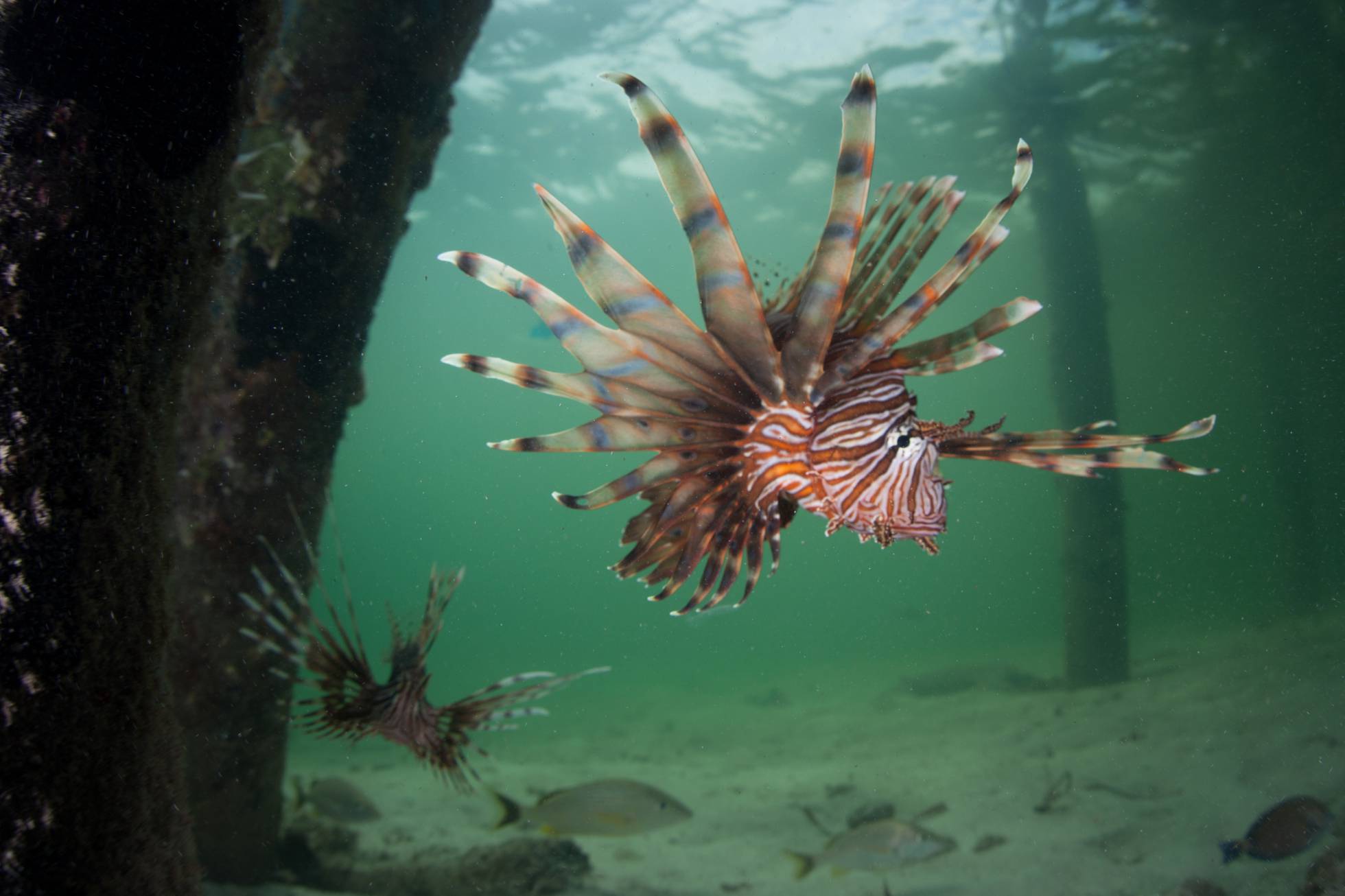 Detectan la presencia de pez león en Campeche