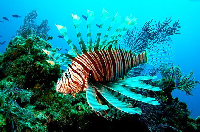 Detectan la presencia de pez león en Campeche - pez-león