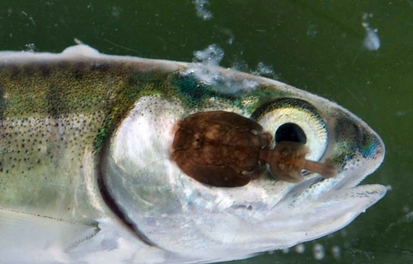 El 2017 no será un buen año para comer salmón - pez