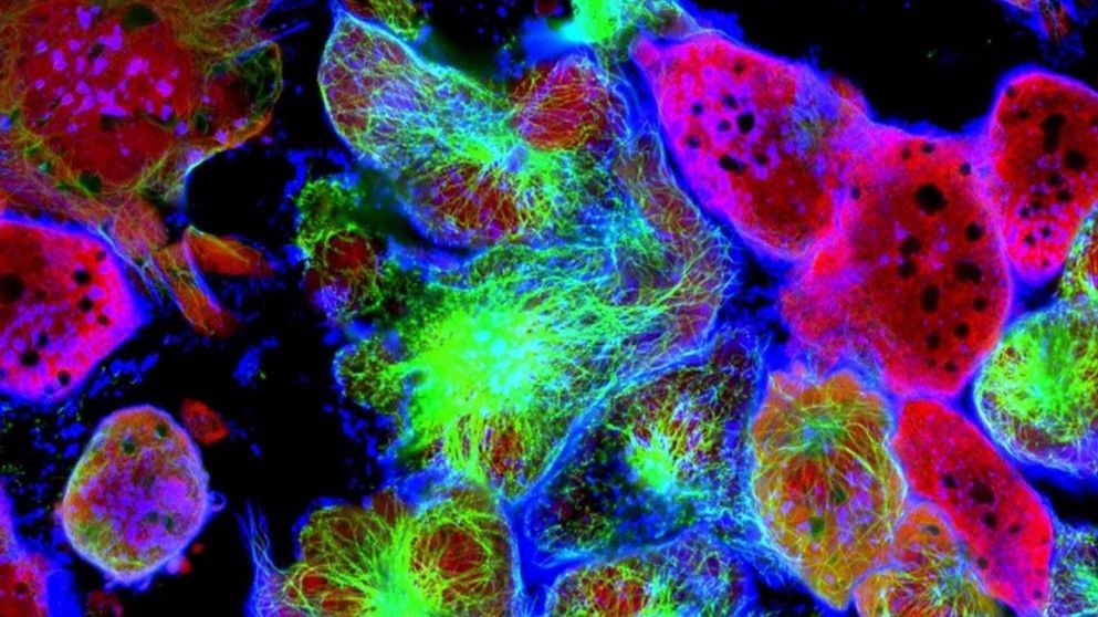 Las vitaminas podrían no ser tan benéficas para la salud como se cree - radicales-libres