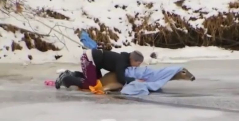 #Viral Rescatan a venado atrapado en lago congelado #Viral Rescatan a venado atrapado en lago congelado