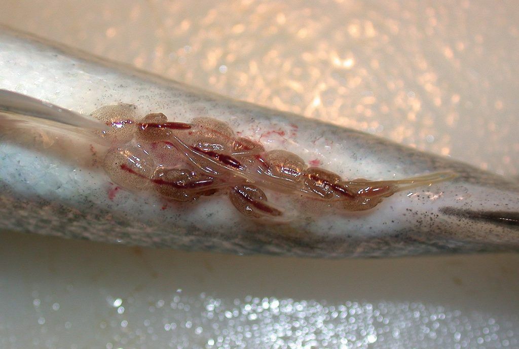 El 2017 no será un buen año para comer salmón - salmón-infestado-de-piojos-1024x688