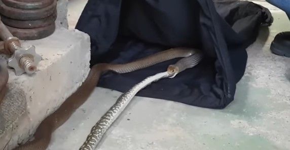 Video: serpiente marrón se come a pitón