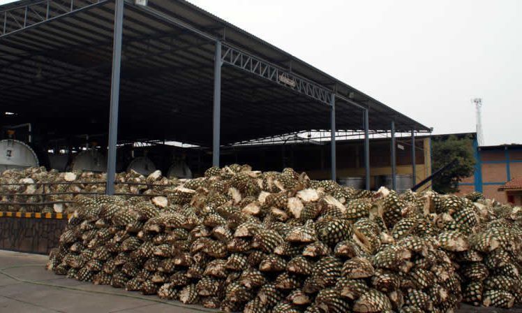 Clausuran destiladora de tequila en Jalisco por mal manejo de residuos