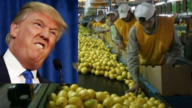 Trump frena importación de limones argentinos Trump frena importación de limones argentinos