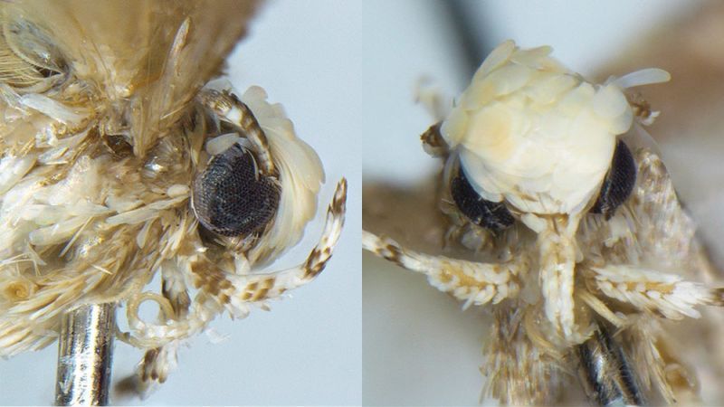 La polilla bautizada como Donald Trump