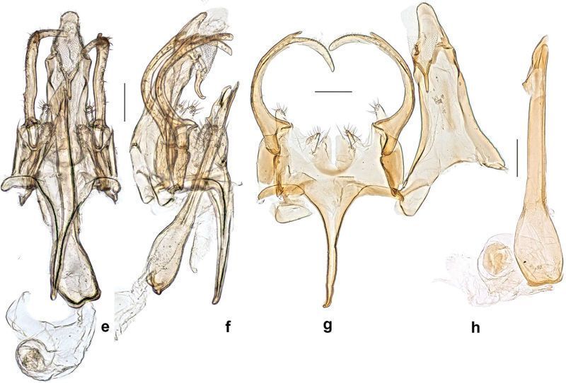 La polilla bautizada como Donald Trump - turmp-polilla