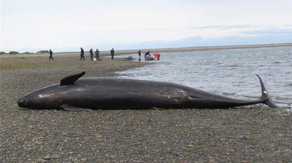 Mueren 80 orcas en playa de Florida - una-orca-negra-muerta-en-la-costa-sur-de-florida-ap-1024x573
