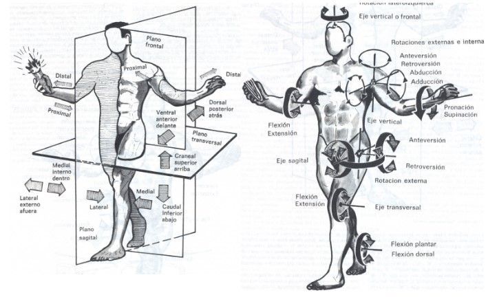 ¿Dónde está el centro de gravedad del cuerpo (CORE)? - weimar-1