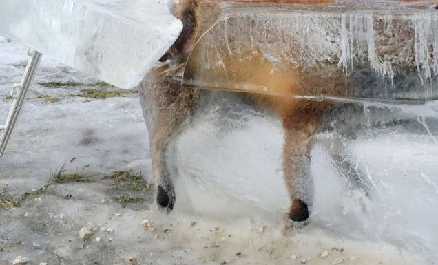 #Viral: encuentran zorro congelado en el Danubio