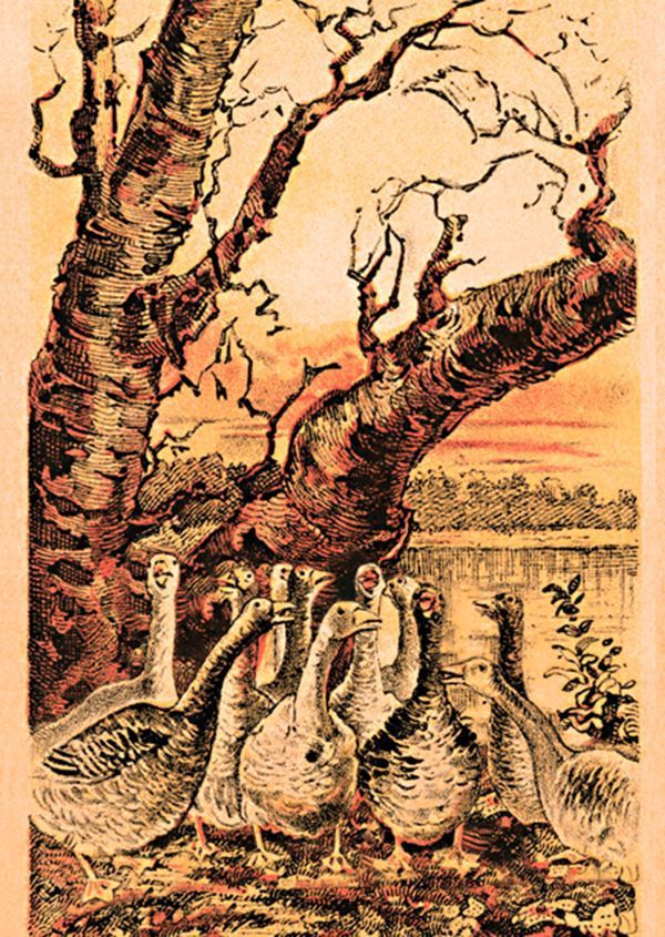 ¿Puede encontrar al zorro en esta imagen? - zorro