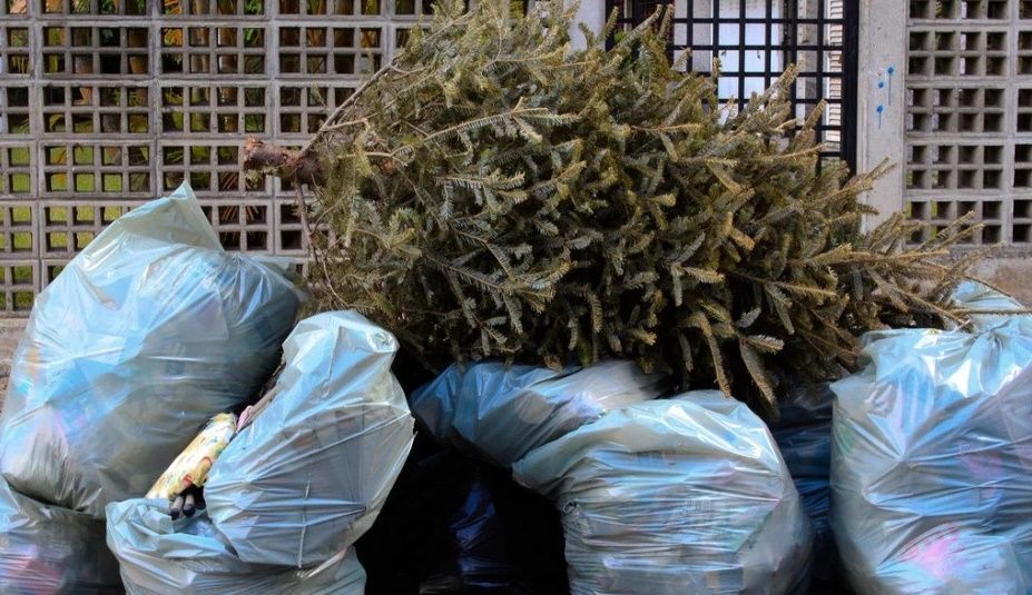 Lugares para entregar su árbol navideño