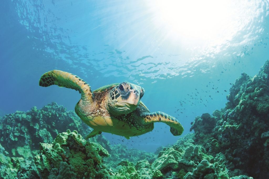 Suspende Profepa temporalmente nado con tortugas en Bahía de Akumal - 1cee60402dae59c3fe9613e41345835e