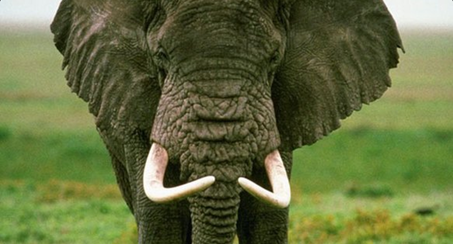 Elefante aplasta a hombre que intentó tomarse una selfie con él