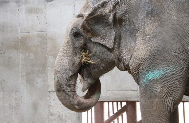 No hubo negligencia en muerte de elefante ‘Benny’: Profepa