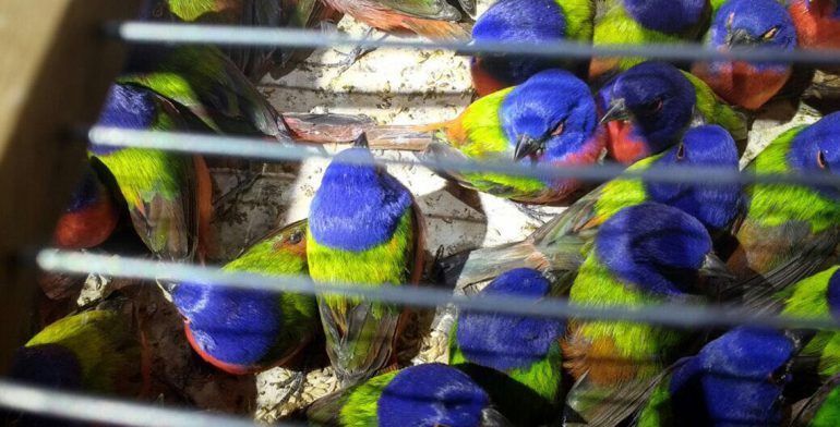 Detienen a sujeto que llevaba 490 aves protegidas en Nayarit