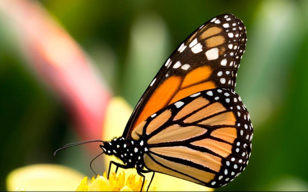 Disminuye población de mariposas monarcas - Mariposa-Monarca-e1487201834908
