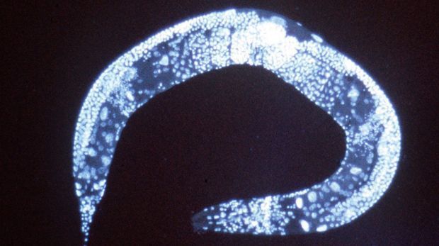 Encuentran gen que puede controlar el apetito y las ganas de hacer ejercicio