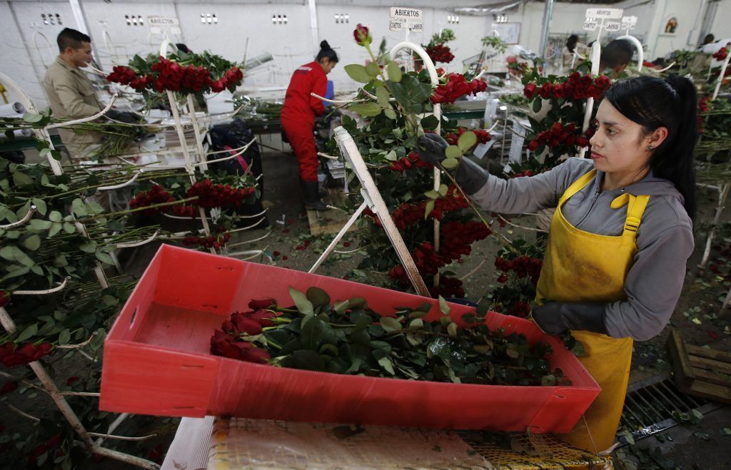 Colombia vigila sus flores por San Valentín - SOP-AP-SPANI-SPANENT-_Medi-6-1024x659