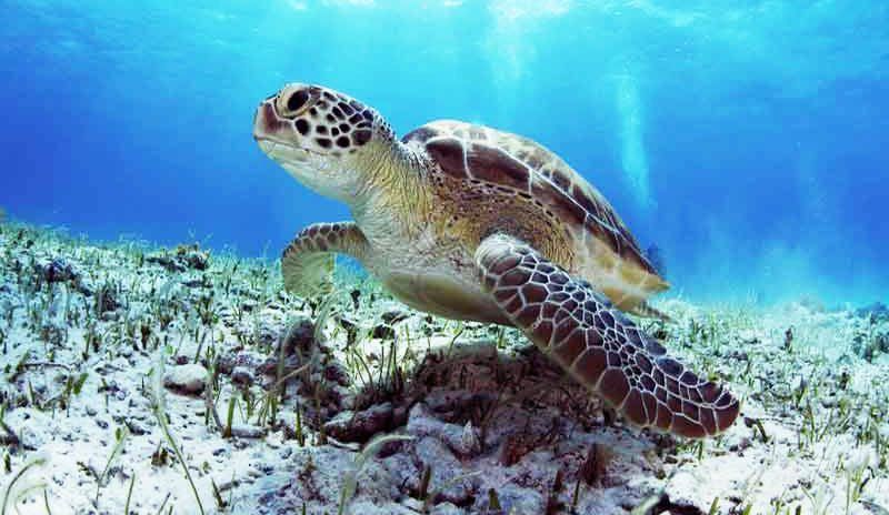 Suspende Profepa temporalmente nado con tortugas en Bahía de Akumal