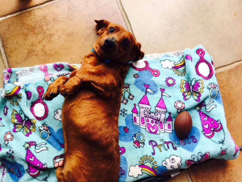 Jóvenes mayores de 20 años no quieren relaciones estables y adoptan mascotas - WhatsApp-Image-2017-02-05-at-4.03.39-PM