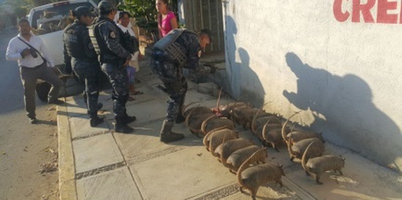 Detienen a dos sujetos que transportaban un cocodrilo vivo - acapulco-armadillos_800x399