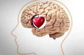 Sentimiento de amor se origina en el cerebro, no en el corazón Sentimiento de amor se origina en el cerebro, no en el corazón