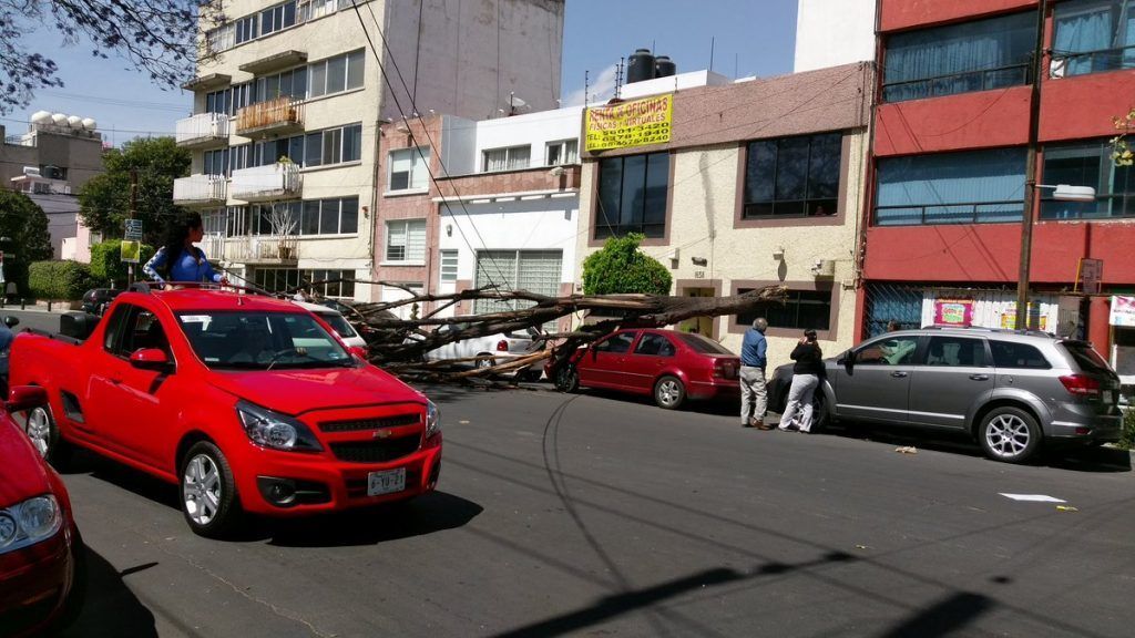 Ráfagas de viento derriban árboles en la Ciudad de México - arbol4-1024x576