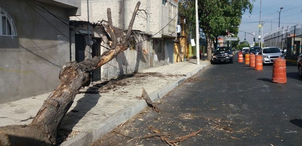 Ráfagas de viento derriban árboles en la Ciudad de México