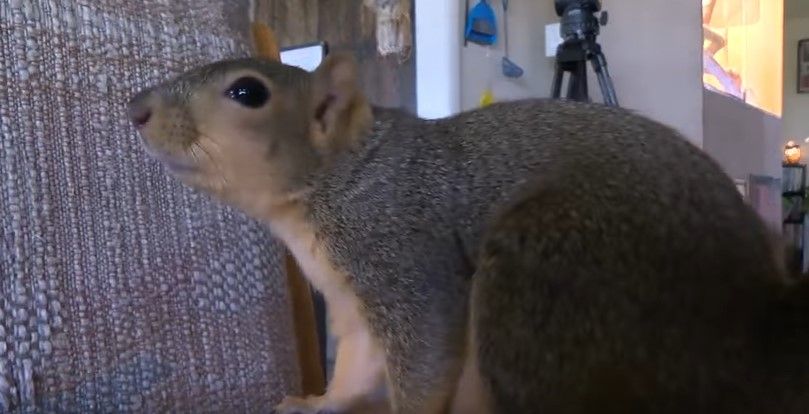 Viral: ardilla ataca a ladrón que entró a casa