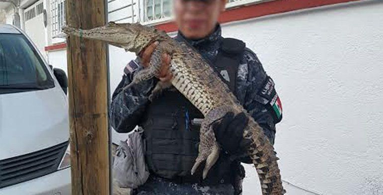 Detienen a dos sujetos que transportaban un cocodrilo vivo