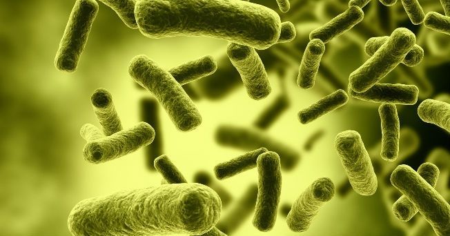 Científicos revelan que bacterias tienen sentido del tacto