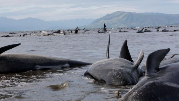 Encuentran 400 ballenas varadas en playa de Nueva Zelanda