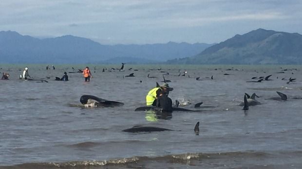 Encuentran 400 ballenas varadas en playa de Nueva Zelanda - ballenas-nz-2