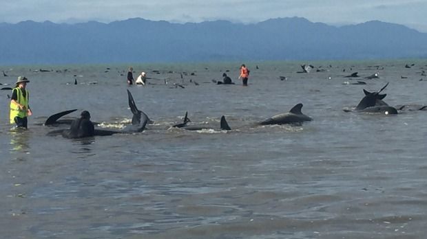 Encuentran 400 ballenas varadas en playa de Nueva Zelanda - ballenas-nz-4