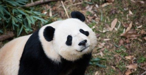 Envían a panda gigante por paquetería a China