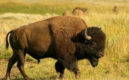 Semarnat advertirá a EE.UU. riesgos ambientales del muro - bisonte-e1487973978466