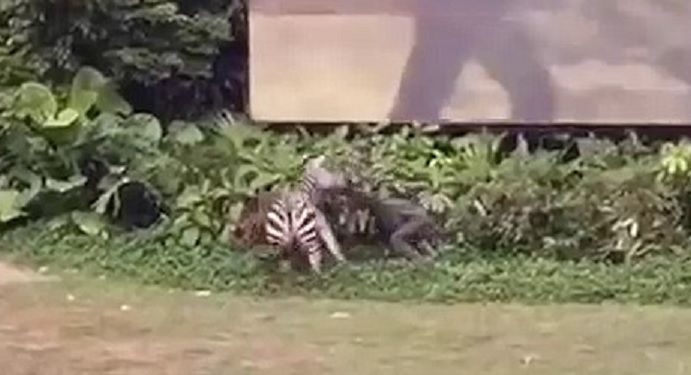 Video: cebra ataca a empleado de zoológico en China