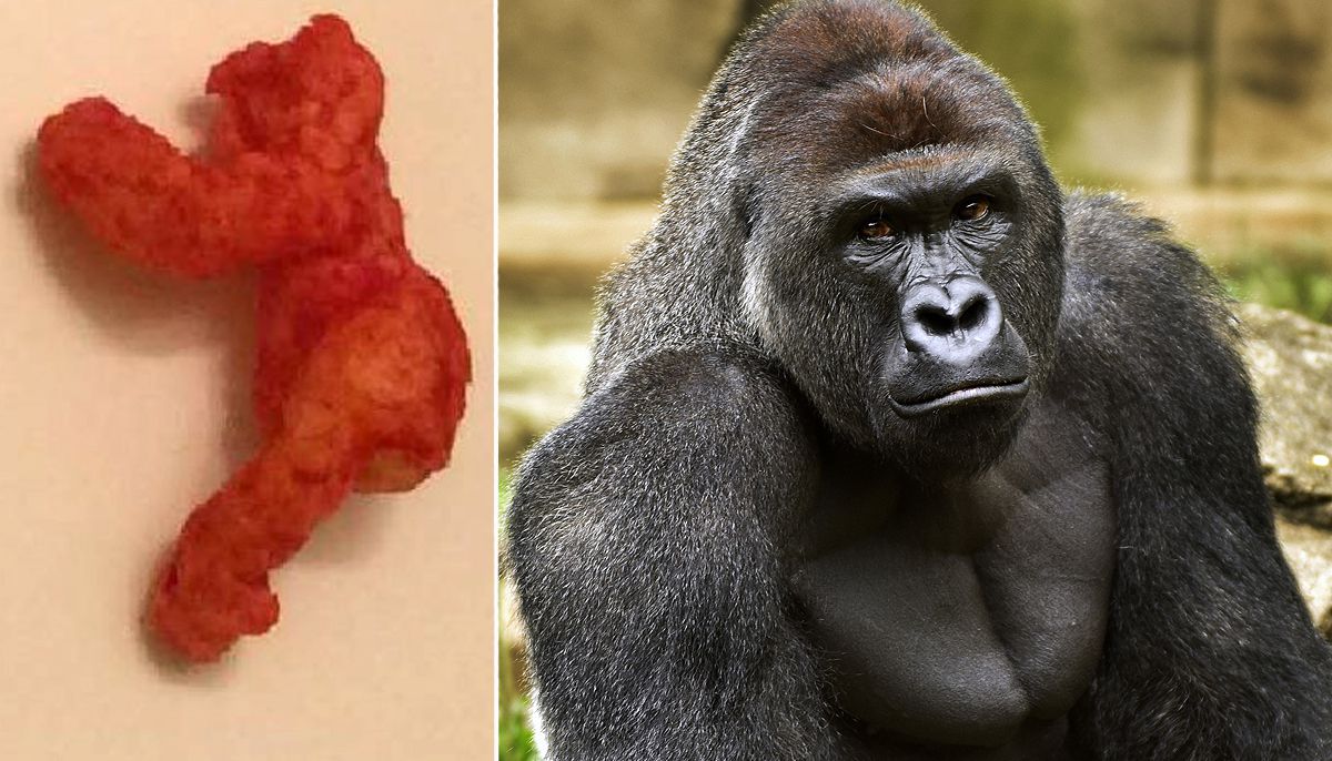 Venden cheeto con forma del gorila Harambe en 100 mil dólares