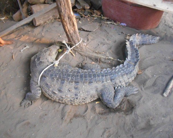 Profepa reintegra a tres cocodrilos y una tortuga carey a su hábitat en Chiapas - cocodrilo-profepa-1