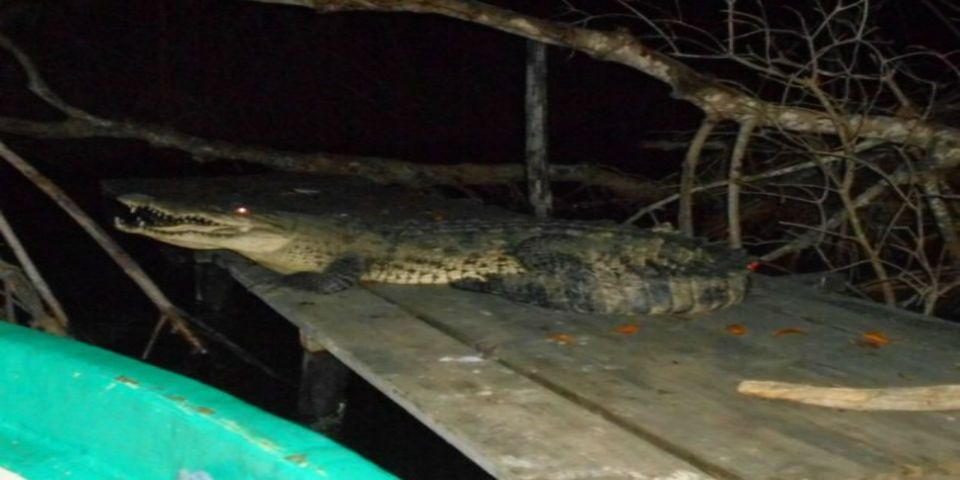 Profepa reintegra a tres cocodrilos y una tortuga carey a su hábitat en Chiapas