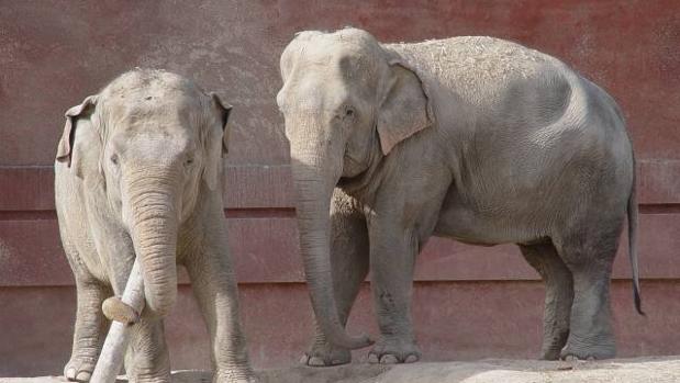 Elefante aplasta a hombre que intentó tomarse una selfie con él - elefantes-kWiC-620x349@abc