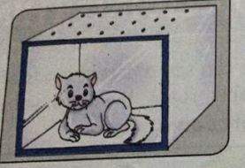 Libro de texto enseña cómo asfixiar a un gato - gatito