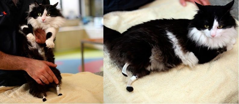 Gato vuelve a caminar gracias a prótesis