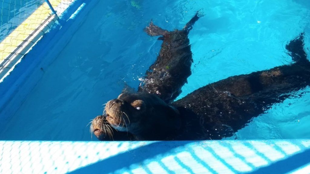 Trasladan a Nayarit a lobos marinos - lobos-marinos-1024x576