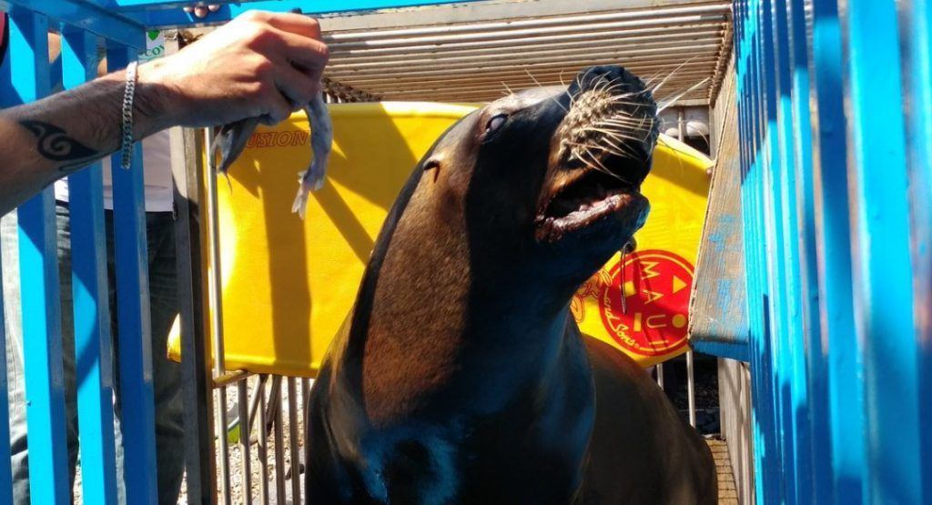 Trasladan a Nayarit a lobos marinos - lobos-marinos-I-1024x555