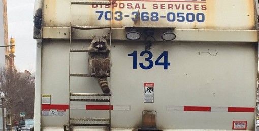 #Viral foto de mapache en un camión de basura
