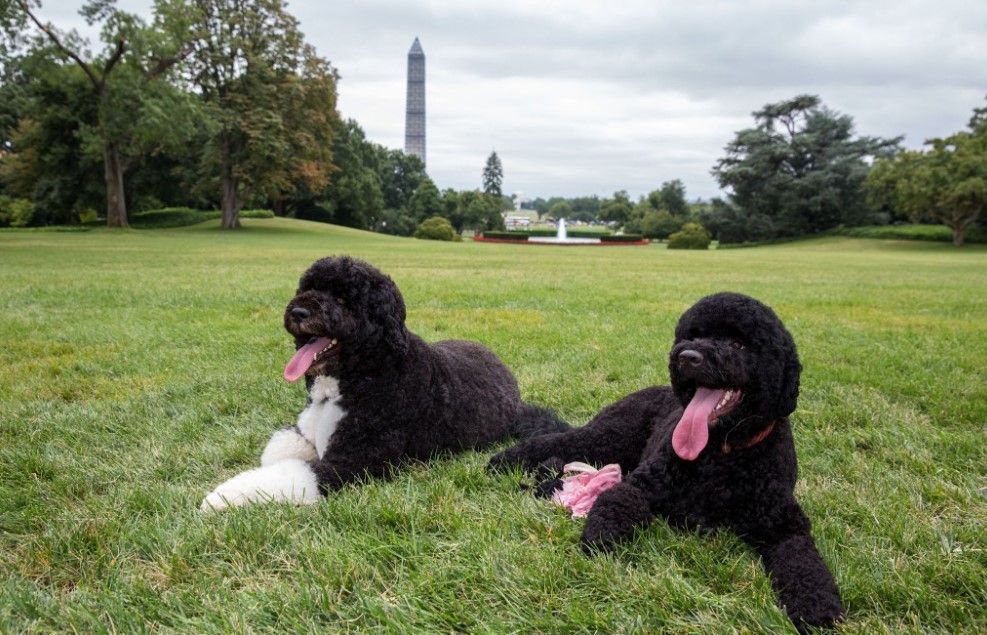 Mascotas pueden sufrir daños por eclipse - mascotas-de-oabama